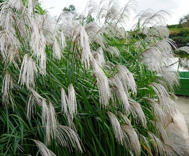 Мискантус китайский Мемори